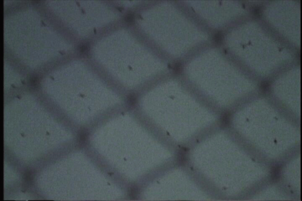 Still from 'Untitled (Lineage #9)' by Patrick Gregory